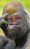 Gorillalassane.jpg